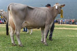 151003Altdorf 033